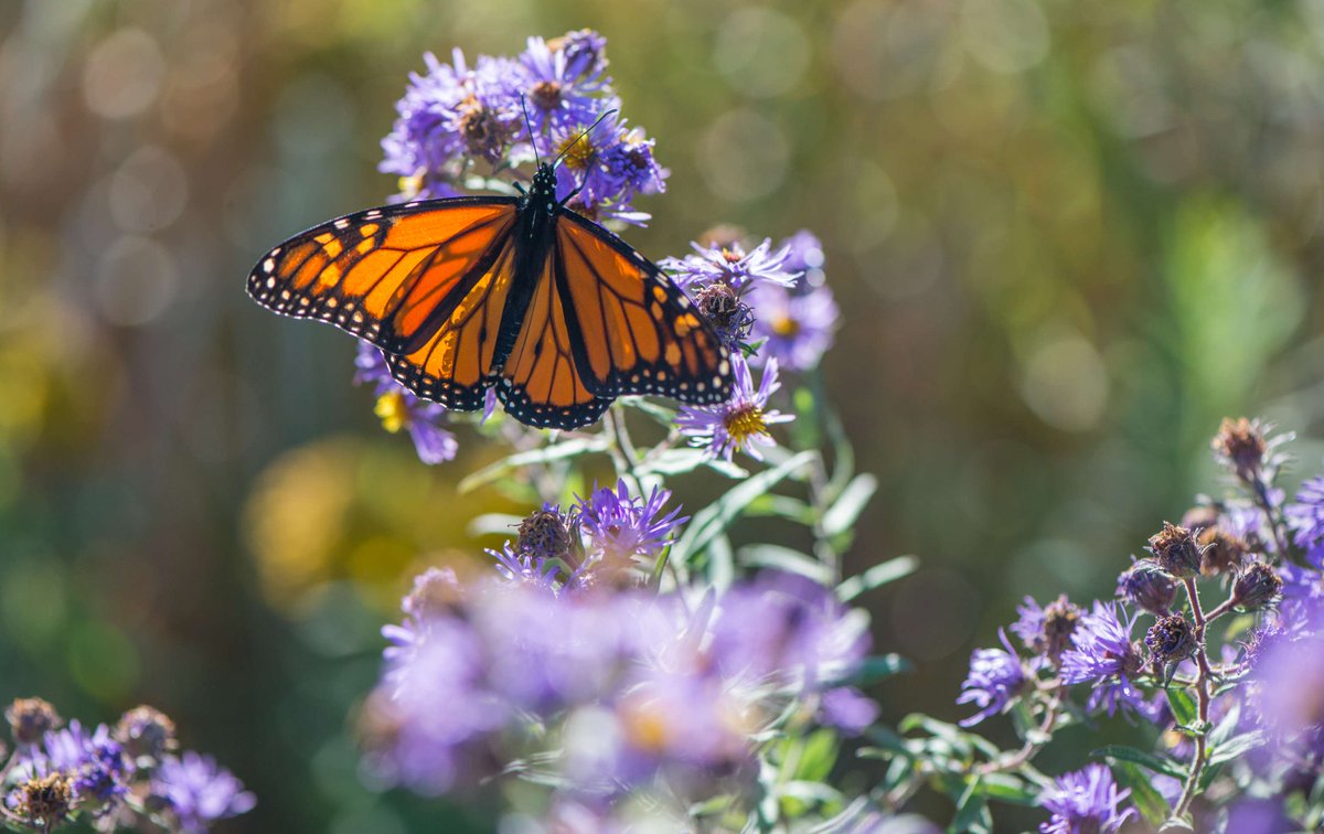 .@LiveGreenTO is offering a chance to win native wildflower plants to help expand pollinator habitat in Toronto. Kick-start or expand your pollinator garden with a free native plant kit from #PollinateTO! Enter to win a free #PollinateTO Plant Kit at: toronto.ca/services-payme…