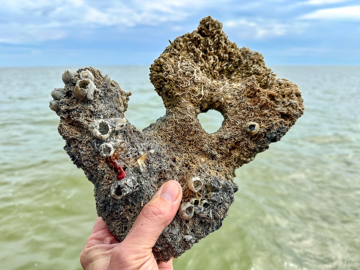 Coastal Conservation and Restoration Ecology Lab tweet media