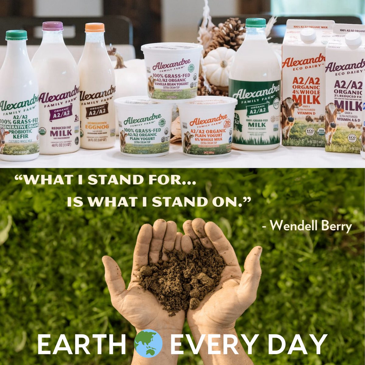 Healthy organic soil ➡️ Verdant pastures ➡️ Phytonutrients for cows ➡️ Dairy w/ protein, enzymes, omega 3, calcium ➡️ Healthy food for you!

.
.
#healthynutrition #healthysoil #earthday #earthdayeveryday #organicdairy #regenerativedairy #familyfarm #alexandrefamilyfarm #grass-fed