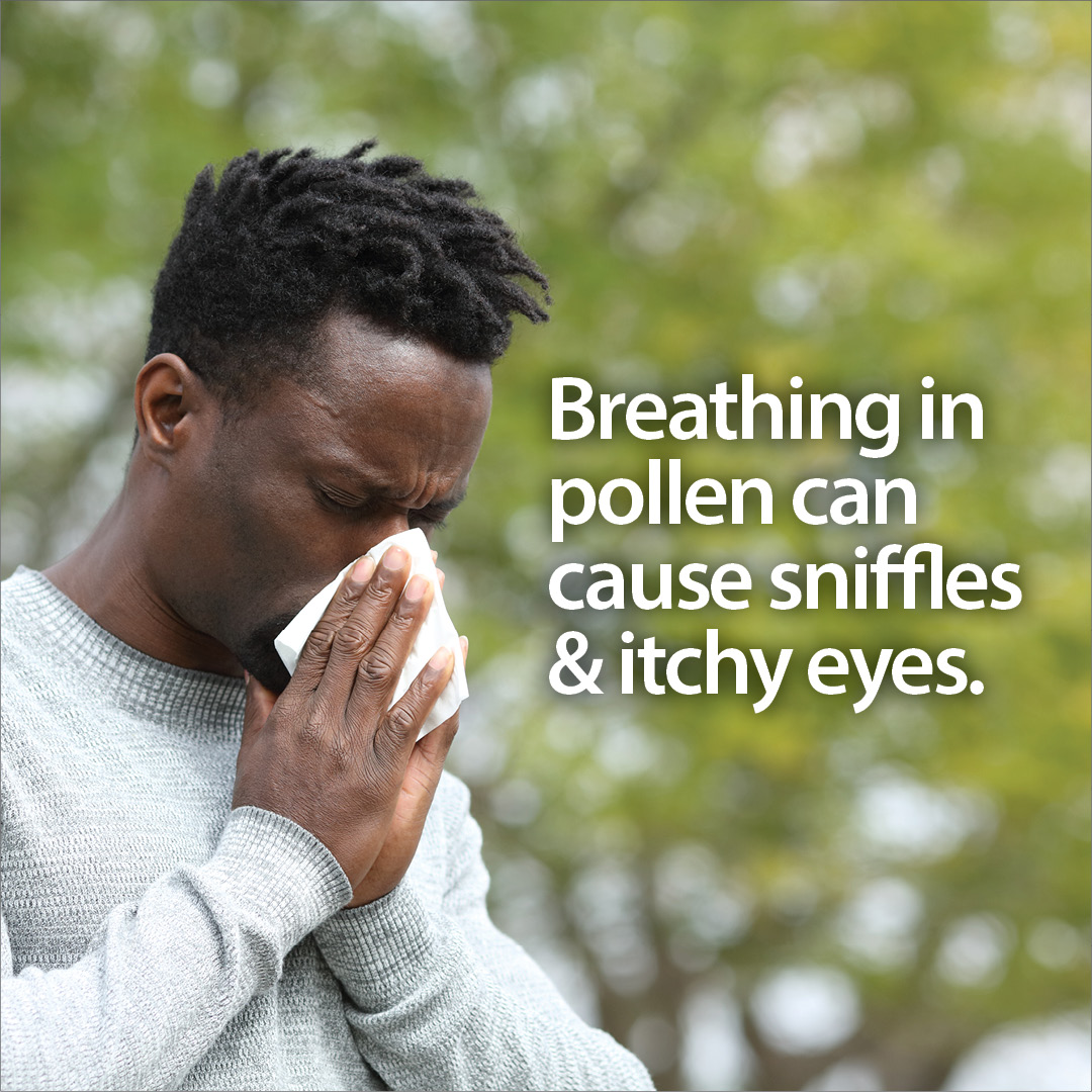 Spring is a beautiful season, but before you start breathing in the fresh air, it’s important to know how pollen, the fine powder produced by certain plants, may affect you. Here are some facts and practical tips to help you navigate this season.  #springallergies #pollenseason