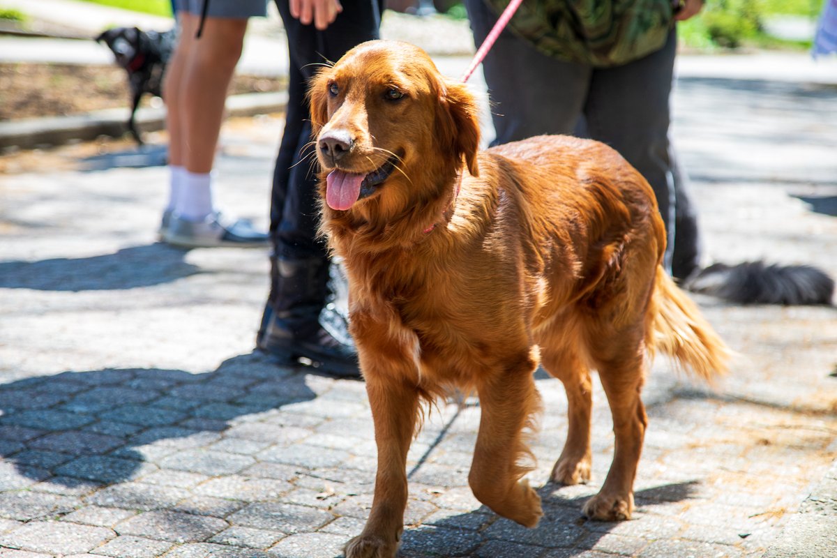 Relaxing with some furry friends during our biannual De-Stress with Dogs event 🐶 🐕 🦮 🐩 🐕‍🦺