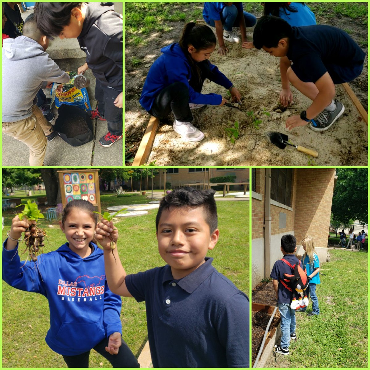 Learning in the garden! We planted & watered seeds, repotted our grapevine, & discovered spouting acorns #EarthDay #gardenclub #outdoorclassroom @DanDRogersDISD @TbrandtTom