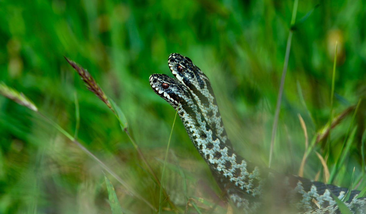 I had my first fighting Adders view today.A smaller adder was laying with it's female, then a much larger male turned up. It was an epic battle that the smaller male lost three times. The female rejected the larger males approach and slithered off. She returned with her own male.