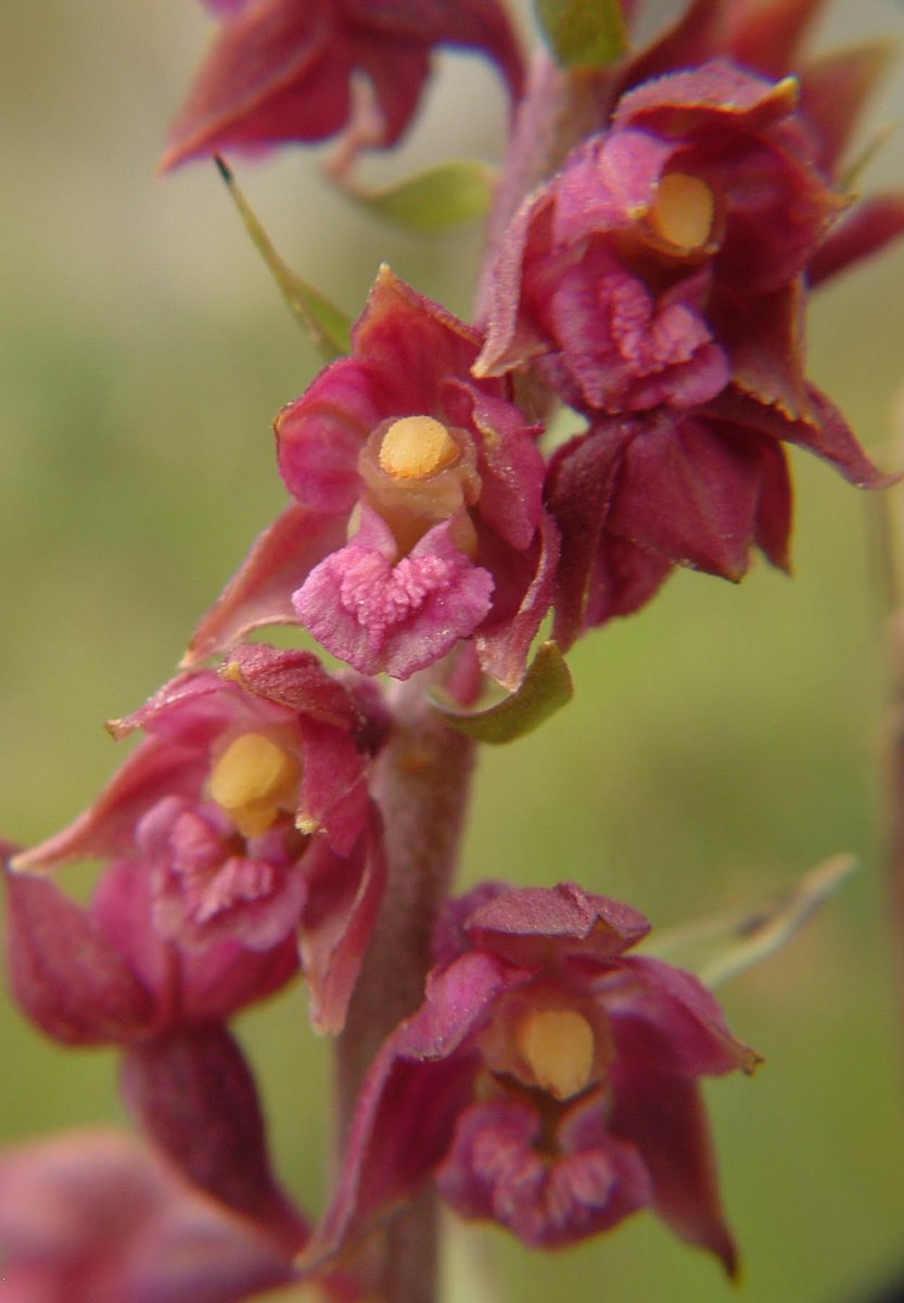 As the summer approaches, the orchid flowering season begins in Ireland. At the peak of summer there is a spectacular display in some special parts of Ireland, like the unique ecological landscape of The Burren, of Epipactis atrorubens, the Dark Red Helleborine. #WildIrishOrchids
