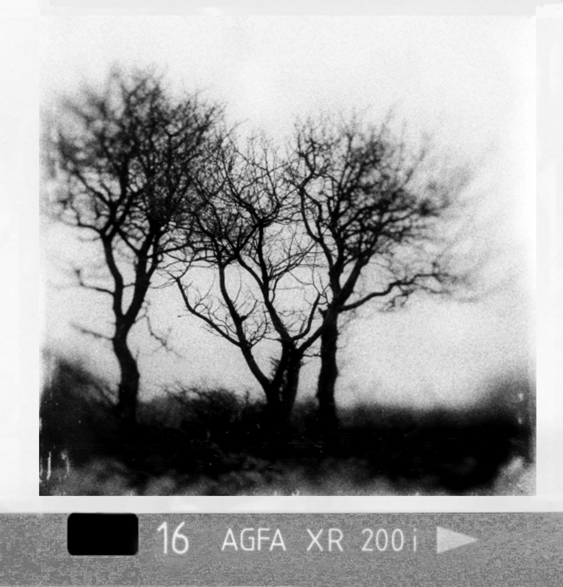 Winter Trees #bnw #bnwphotography #blackandwhite #blackandwhitephotography #monochrome #dolmen #cornwall #filmphotography #filmphotography #filmisnotdead #126film #analoguephotography #analog #vintage #lomography #filmcamera #126camera #126film #126photo