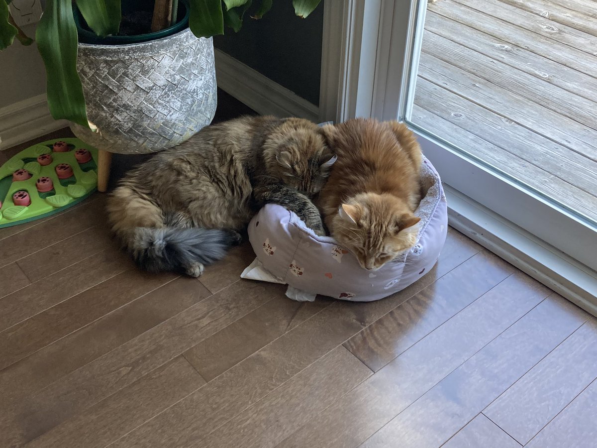 LuckyD613's tweet photo. @SLOTHRUST I like these cats https://t.co/NMWIQb98OX