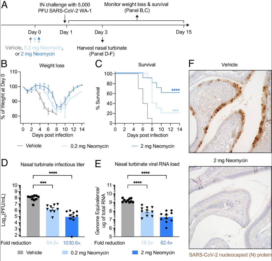 In our current study, we showed that nasal application of neomycin in mice one day before infection reduces viral load and disease burden after the SARS-COV-2 challenge. @tianyangmao (3/)