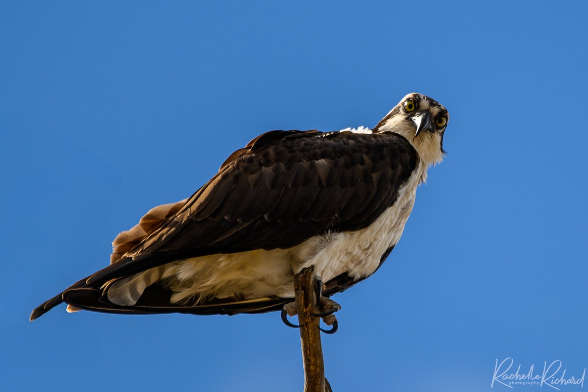 What you looking at? #osprey #BirdsSeenIn2024 #thephotohour #shareyourfeathers #shareyourweather #birdphotography #birding @KMacTWN instagram.com/rachelle_richa…