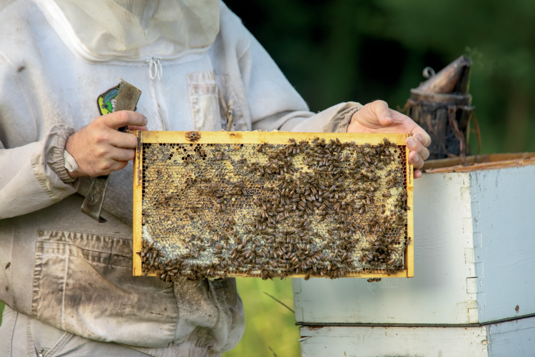 Happy Earth Day! 🌎🐝 Learn a few fun facts about pollinators and how important they are to our Earth here: tnhomeandfarm.com/agriculture/fa…