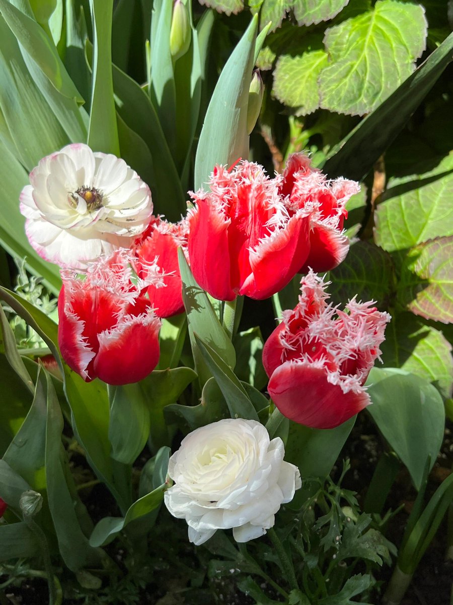 #Nursery #Garden #flower #greenhouse