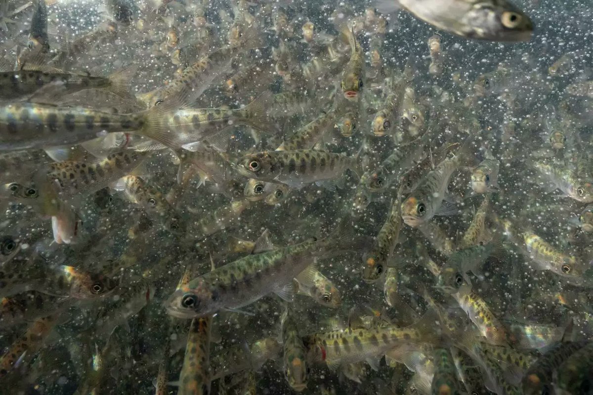 Cool pic of salmon by @Lelliottphoto The fish are being released on the Klamath River to help with salmon recovery, alongside dam removal. More pics... sfchronicle.com/climate/articl…