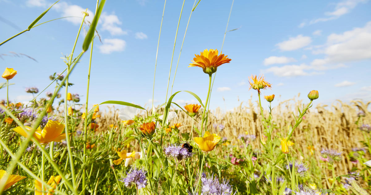 .@CBSNews | What is #biodiversity and why is it important? Here's what to know. by @WritingLiYakira cbsn.ws/3xKfqBX #EarthDay #EarthDay2024 #plants #animals #wildlife #conservation