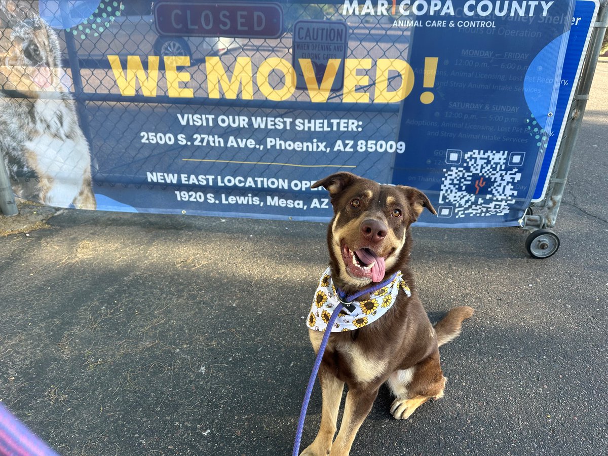 REMINDER: The East shelter at 2630 W. Rio Salado Parkway is is closed for good! We are beginning the process of moving more than 250 dogs to the new East Valley Animal Care Center at 1920 S. Lewis Drive in Mesa. Learn more ➡️ maricopa.gov/newshelter