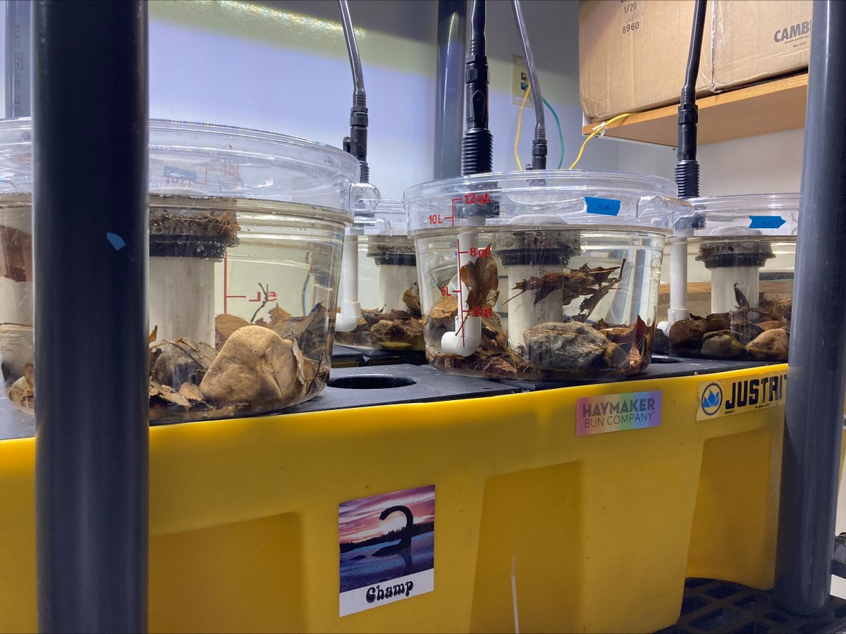 EcoStoich_Cooperative106161 tweet media