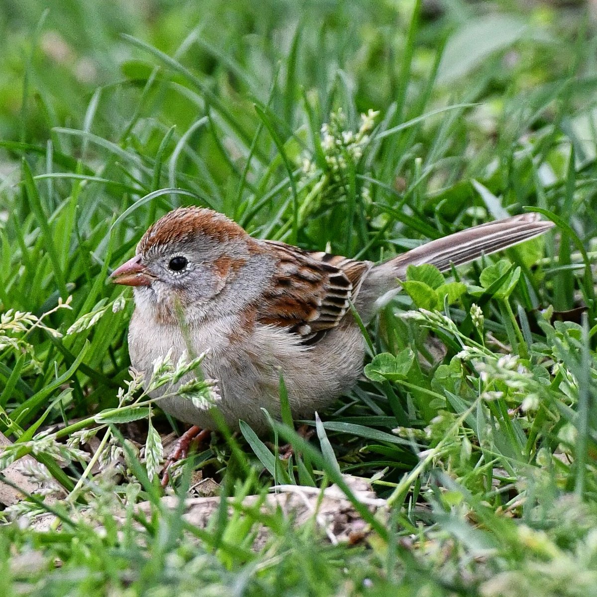 Field Sparrow foraging in Brooklyn's Fort Greene Park yesterday.