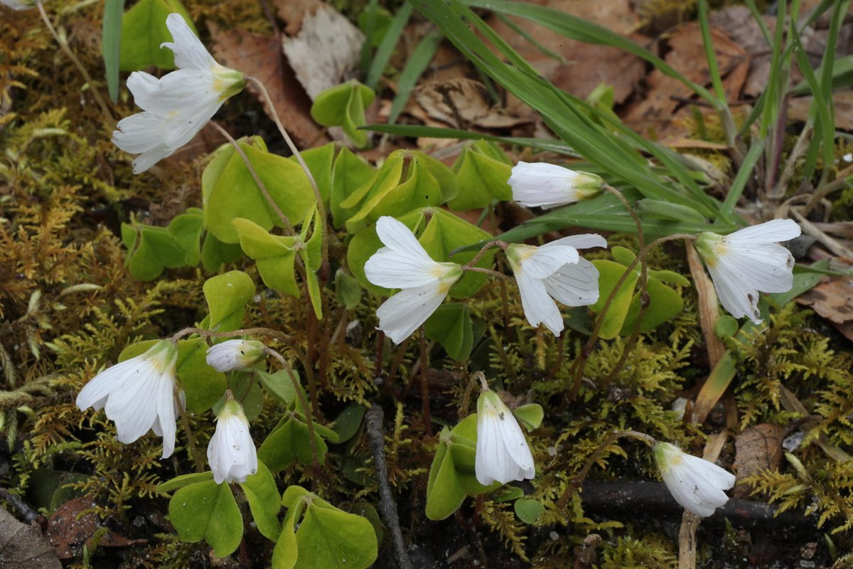 Wood sorrel (Oxalis acetosella), another of the spring flowers, in bloom in Glen Affric a couple of days ago.