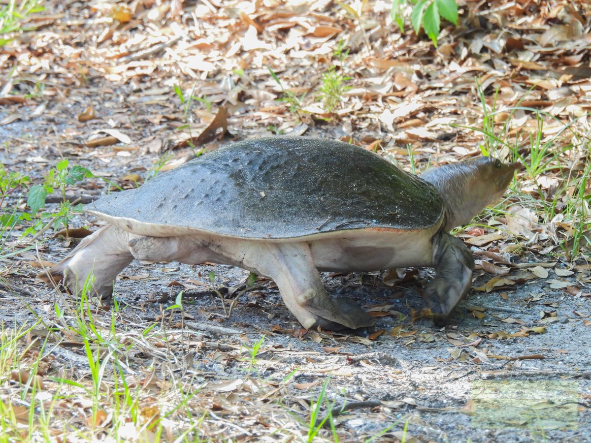 More animals I encountered last week in central Florida 🧵

A huge Florida Softshell (Apalone ferox). It is always so informative to see how turtles walk… and look at that extraoral tissue! References!