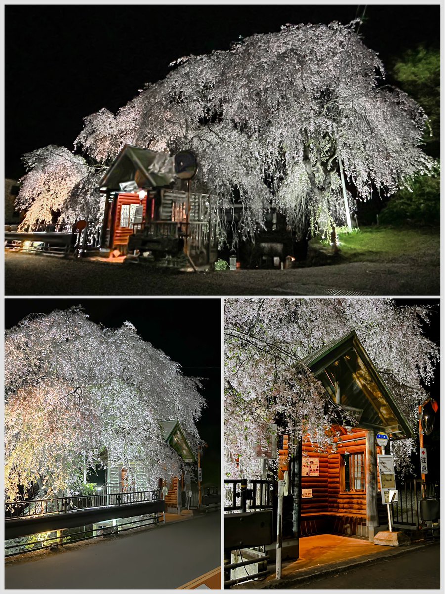 東京檜原村の人里バス停に咲く枝垂れ桜のライトアップ。

もりもりして正に満開でしたが、まさかのバッテリー忘れでやむ無くスマホ撮影。

おはようございます。
皆様にとって本日も良い1日でありますように。

#写真好きな人と繫がりたい 
#キリトリセカイ
#TLを花で一杯にしよう