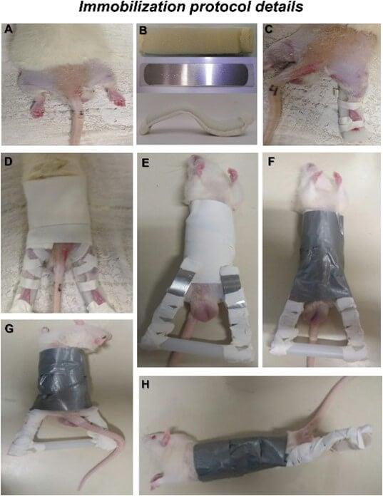 Why is the Nat'l Restaurant Assoc giving a Food and Beverage Innovation (FABI) award to MSG giant Ajinomoto, which funds horrific tests on animals like below? ⬇️ Details 👉🏾 peta.org/wp-content/upl… Urge @WeRRestaurants to reconsider the award until @ajinomoto bans animal tests.