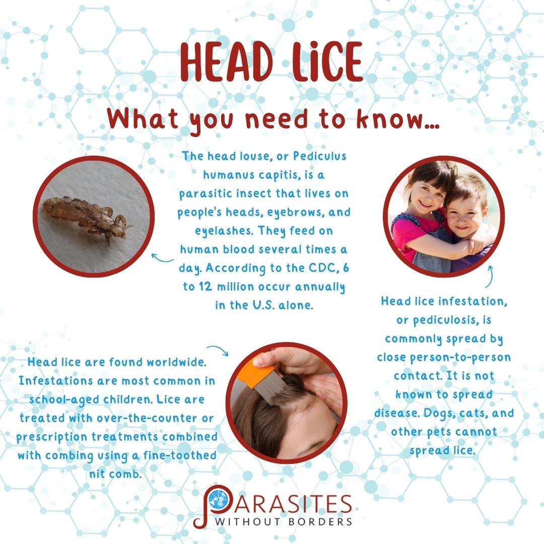 Anyone else shudder at the thought of lice? The human head-and-body louse, Pediculus humanus, comes in two subspecies: the head louse, P. h. capitis, and the body louse, P. h. humanus. They are ectoparasites whose only known hosts are humans. They are also the stuff of parents'