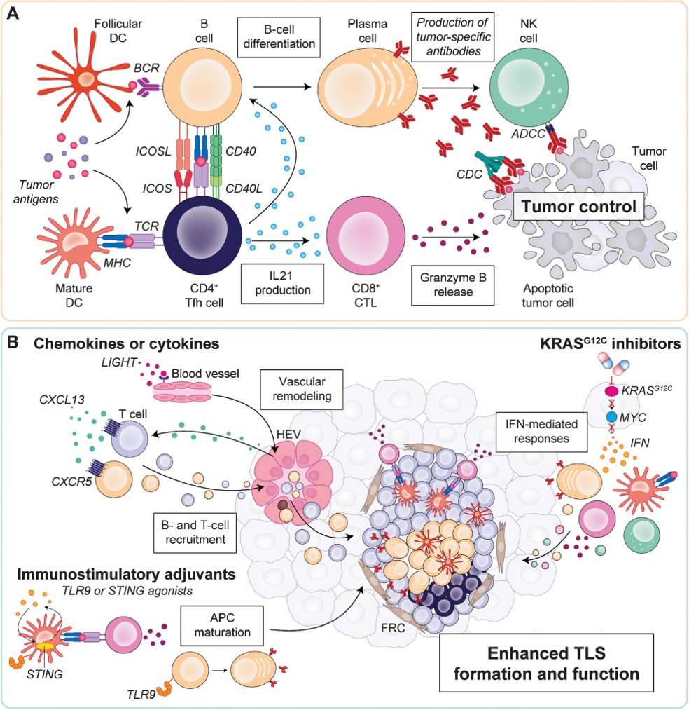 New review in the April 15 issue: Exploiting Tertiary Lymphoid Structures to Stimulate Antitumor Immunity and Improve #Immunotherapy Efficacy, by @GiuliaPetroni10 et al. bit.ly/3UbZoZ7 @UNI_FIRENZE