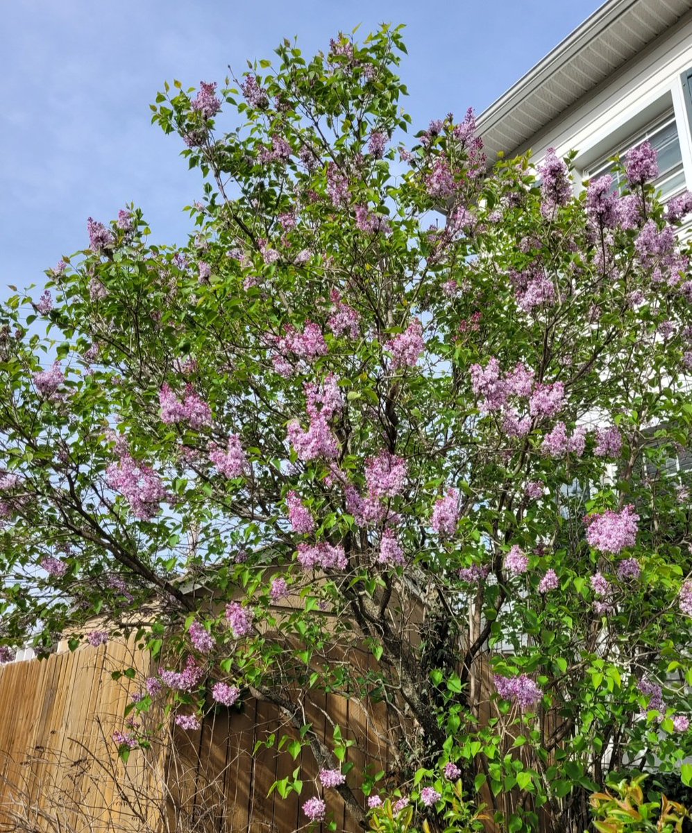 Every time I smell lilacs, I think of my grandfather & the enormous lilac bush that bloomed every spring in his yard.