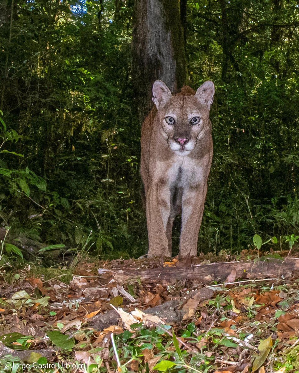 La mirada de un Puma en su hábitat natural (Puma concolor). 

Una especie indispensable para el correcto funcionamiento de un ecosistema sano. 

📸 Jorge Castro Urbiola
