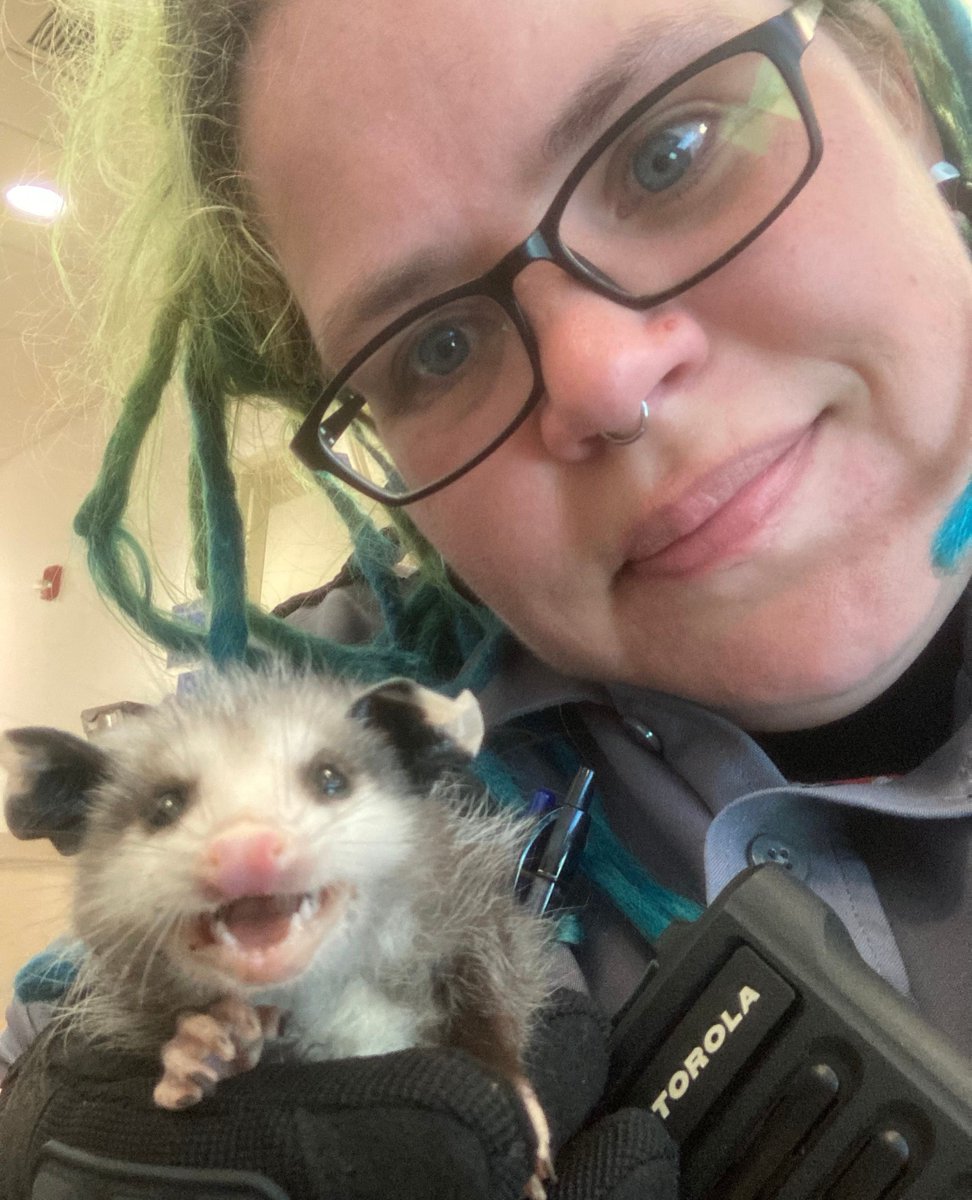 Say CHEEEEEESE! This baby opossum was found without its mom, so Animal Protection Officer Worthey scooped it up and took it to Austin Wildlife Rescue. But first they had to pose for a picture together! Learn more about wildlife in Austin here: austintexas.gov/page/wildlife