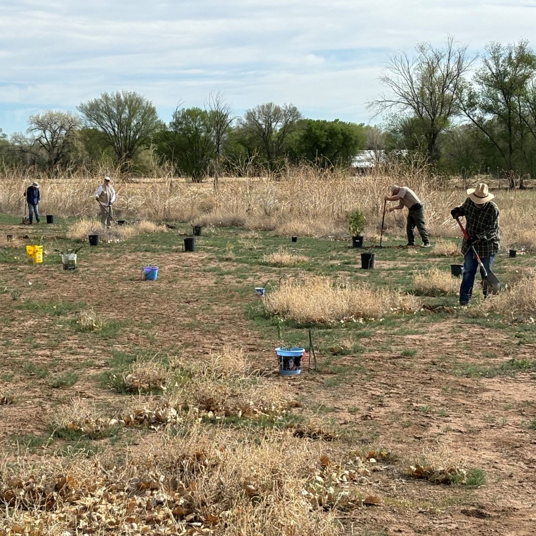 NMStateParks's tweet photo. Happy Earth Day! 🌎🌲
#NMStateParks celebrated #EarthDay2024 by planting 38 native trees and shrubs at Rio Grande Nature
Center State Park, and Pecos Canyon State Park partnering with Upper Pecos Watershed Association and other community members for a river and road cleanup. https://t.co/B6WVijr5rk
