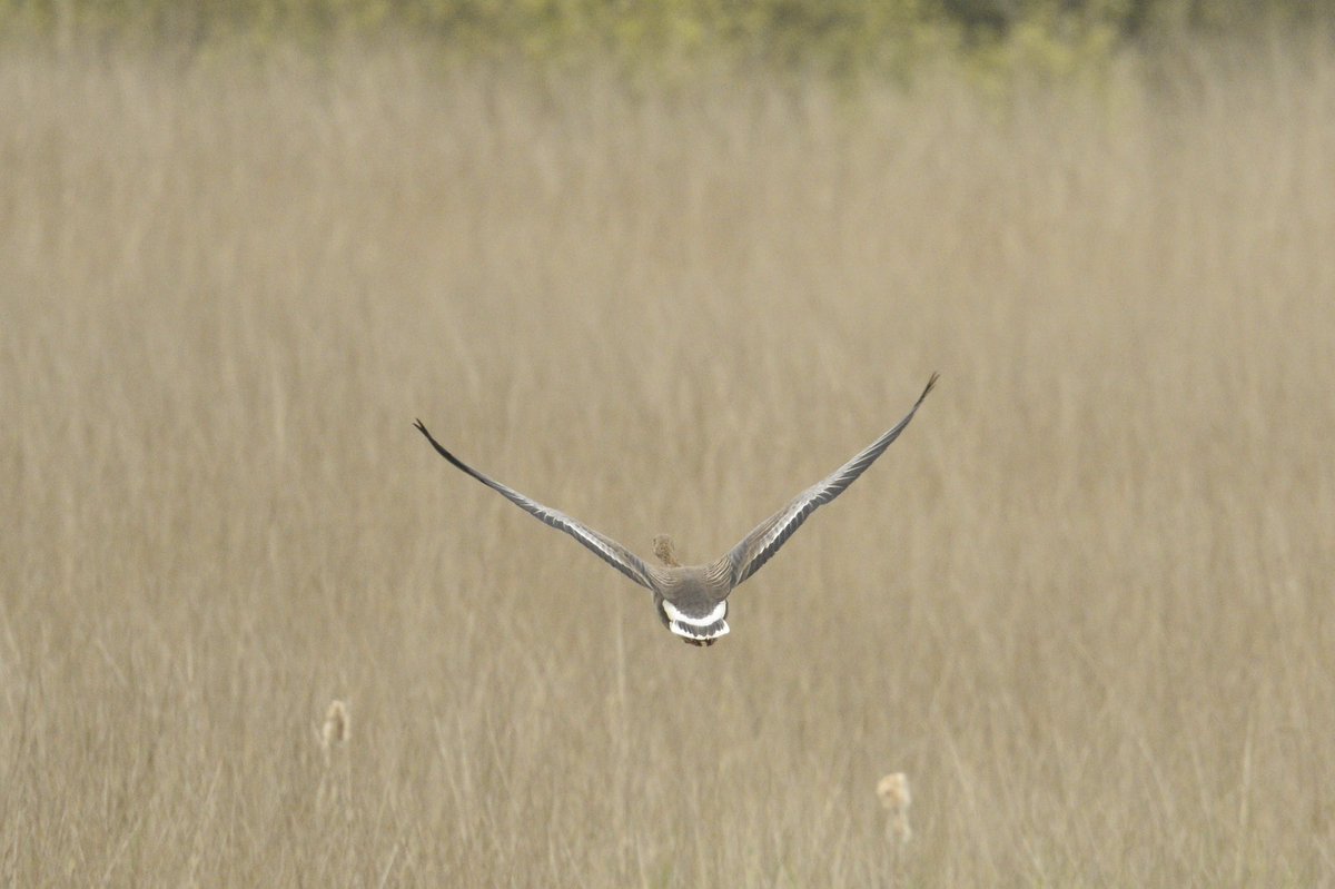 A bit unexpected, but this White-fronted Goose flew in off the sea and settled briefly on Marazion Marsh this evening. This looks like the albifrons European race (orange legs, pink bill). 

It’s the first Cornwall white-front for the year for me. (All grey geese are rare in