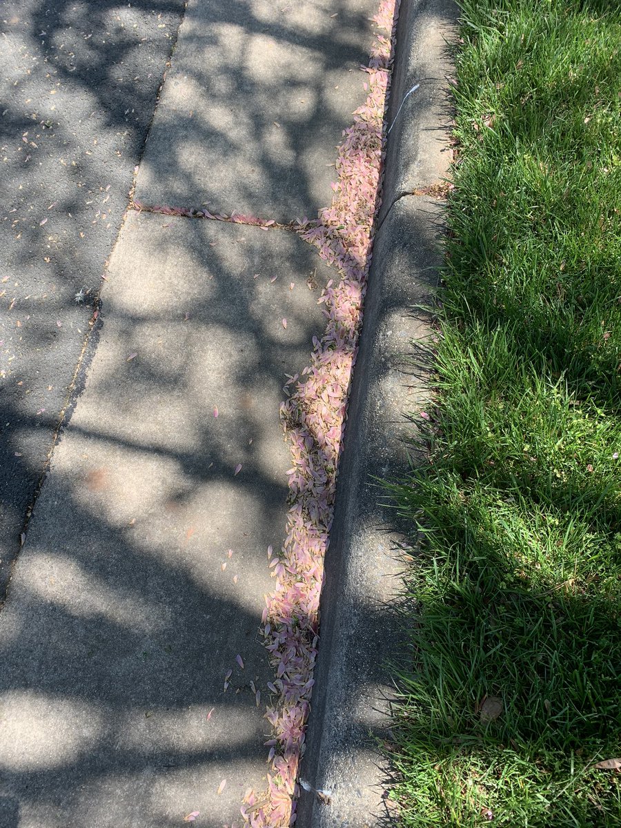 Haiku for the waning yaezakura, late-flowering cherry trees that produce pom-pom-shaped bunches of blossoms:

Sweet pink detritus
Dispersed on grass, in gutters -
Spring’s parting traces

#poetrytwitter #poetrycommunity