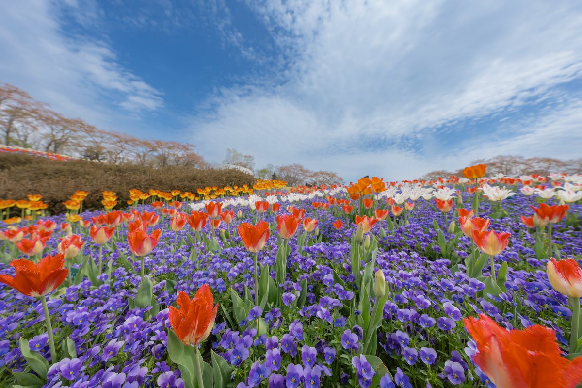 チューリップとパンジーの混合お花畑🌷💐🌼 桜がもう散っていたので、少し時期を外したかな？ 来年期待です。 #国営みちのく湖畔公園 #チューリップ #パンジー #お花畑 #花風景 #キリトリノセカイ #ダレカニミセタイケシキ #photoftheday #tulip #flowerphotography #flowerlandscape