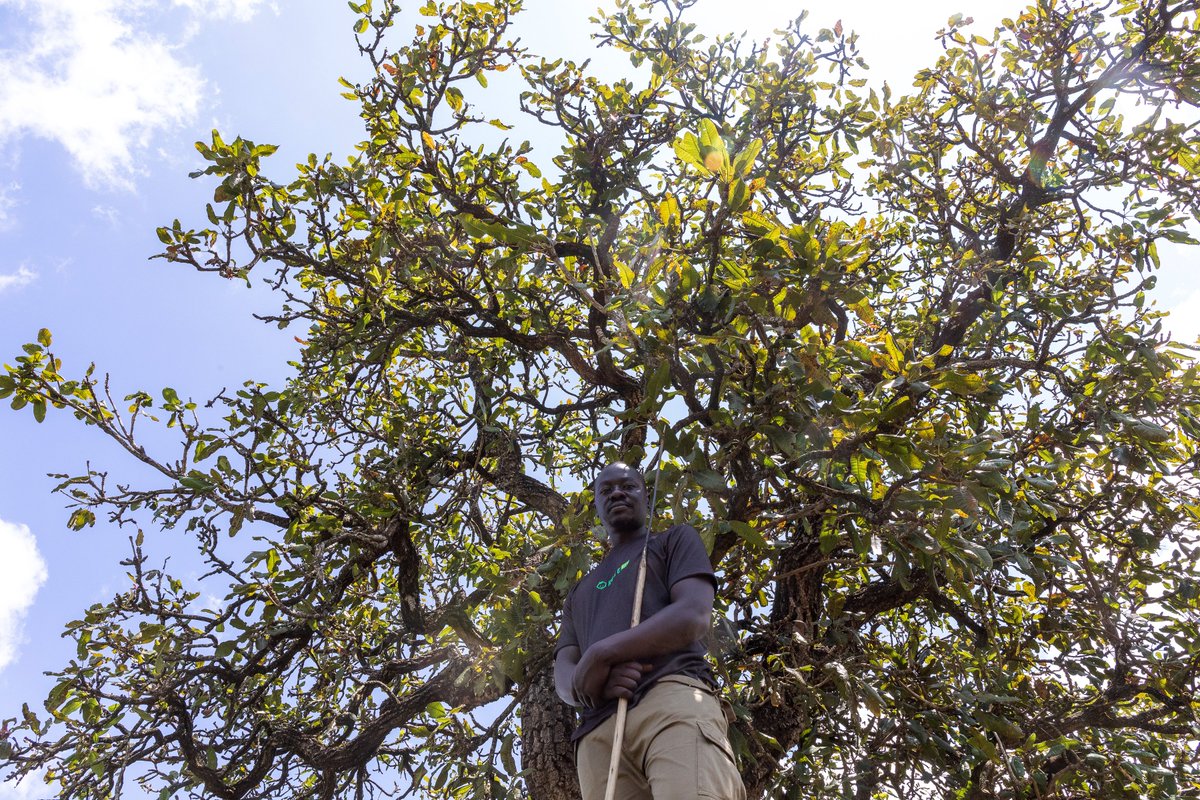 OkereCity's tweet image. Shea trees are crucial for the environment and communities that depend on them. They provide shade, prevent soil erosion, and promote biodiversity. The trees also offer income to shea farmers, who harvest and process shea nuts into butter. #okeresheabutter
📸 @Katumbabadru1