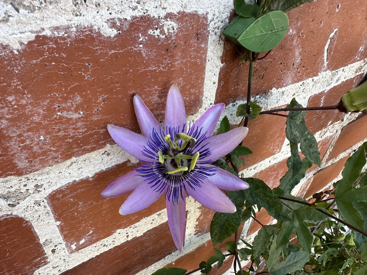 first passionvine bloom!!!!!