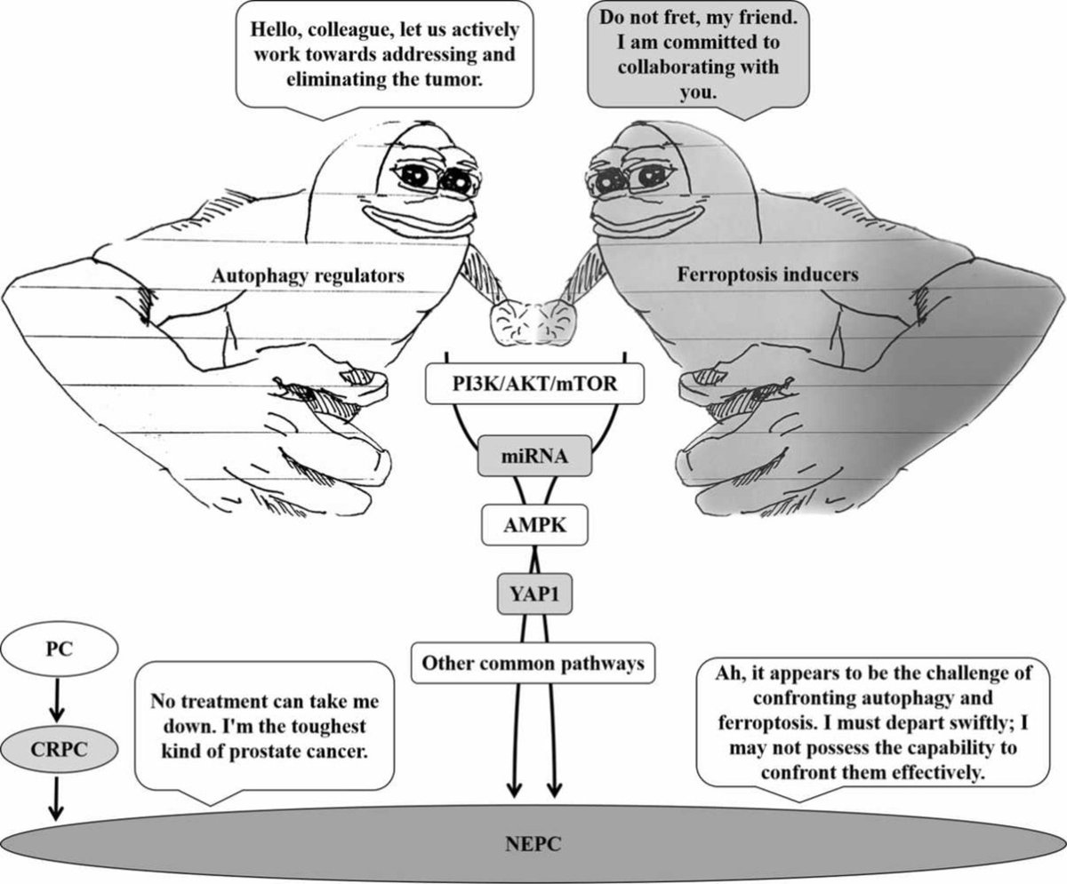 The interplay between autophagy and ferroptosis presents a novel conceptual therapeutic framework for neuroendocrine prostate cancer: doi.org/10.1016/j.phrs… #autophagy #ferroptosis #prostatecancer #PharmacolRes #openaccess #Research #PharmaTwitter #MedTwitter