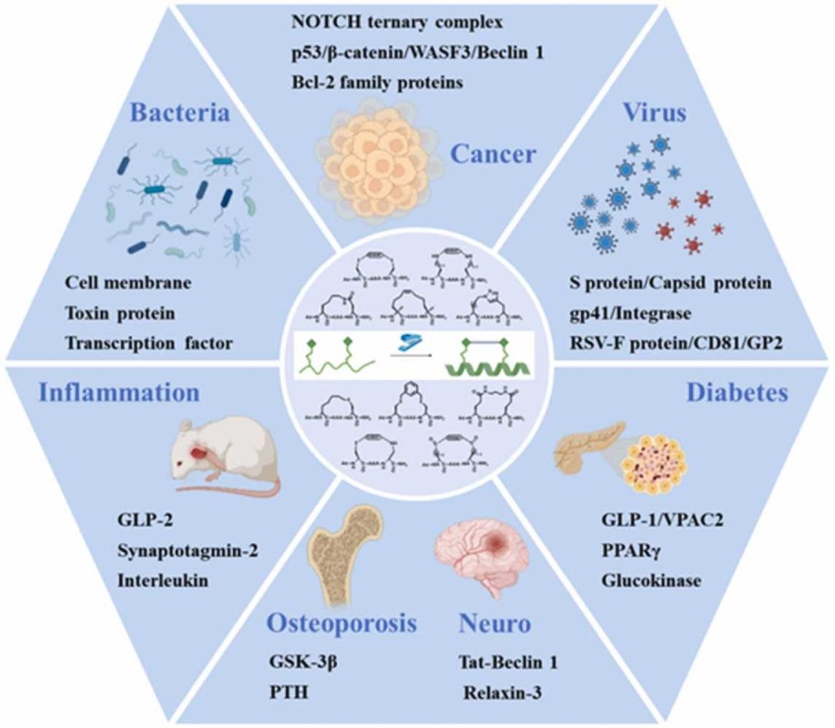 Amazing review highlighting the latest advances in therapeutic peptide drug development facilitated by the application of stapling technology: doi.org/10.1016/j.phrs… #stapledpeptides #PharmacolRes #openaccess #Research #PharmaTwitter #MedTwitter