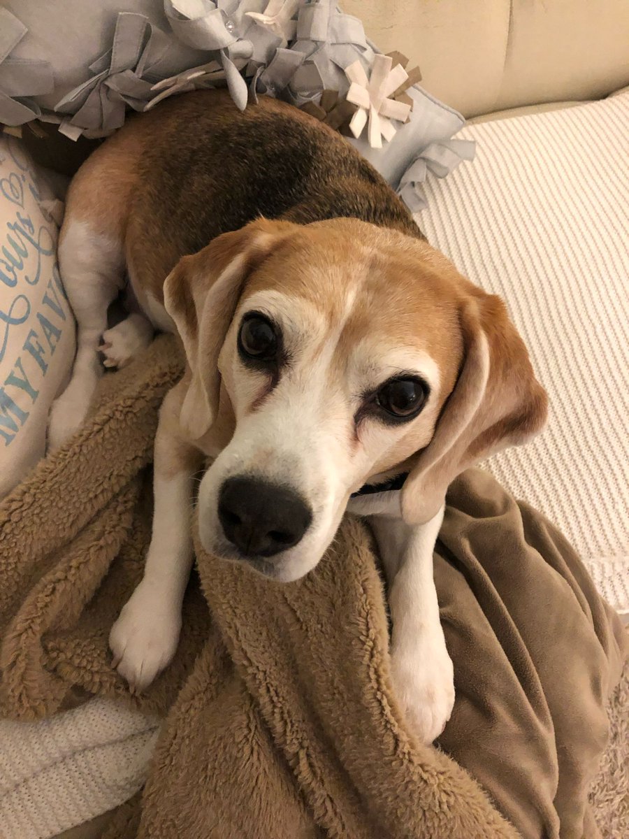 Let’s get #NationalBeagleDay trending on Twitter! Tweet and retweet as many posts as you can using the #NationalBeagleDay hashtag.