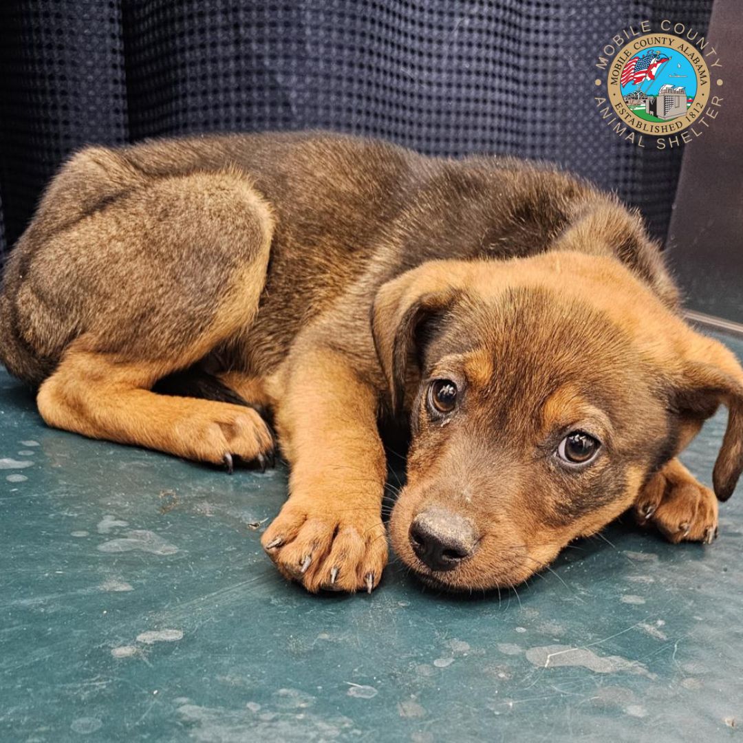 Hello! My name is Stihl. I am a 5-month-old Rottweiler Mix. I am looking for a foster family who can help me overcome my shyness and help me socialize him with people and other dogs. I am hoping to eventually find my forever home but until then I would really like to spend som...