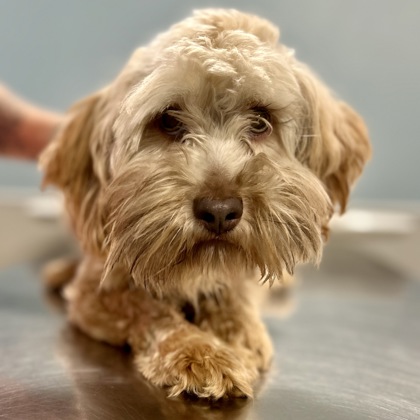 This beauty is named Shimmer 😍, she's a 2 years old #Havanese looking for her new family. Come visit her at the SAHS!