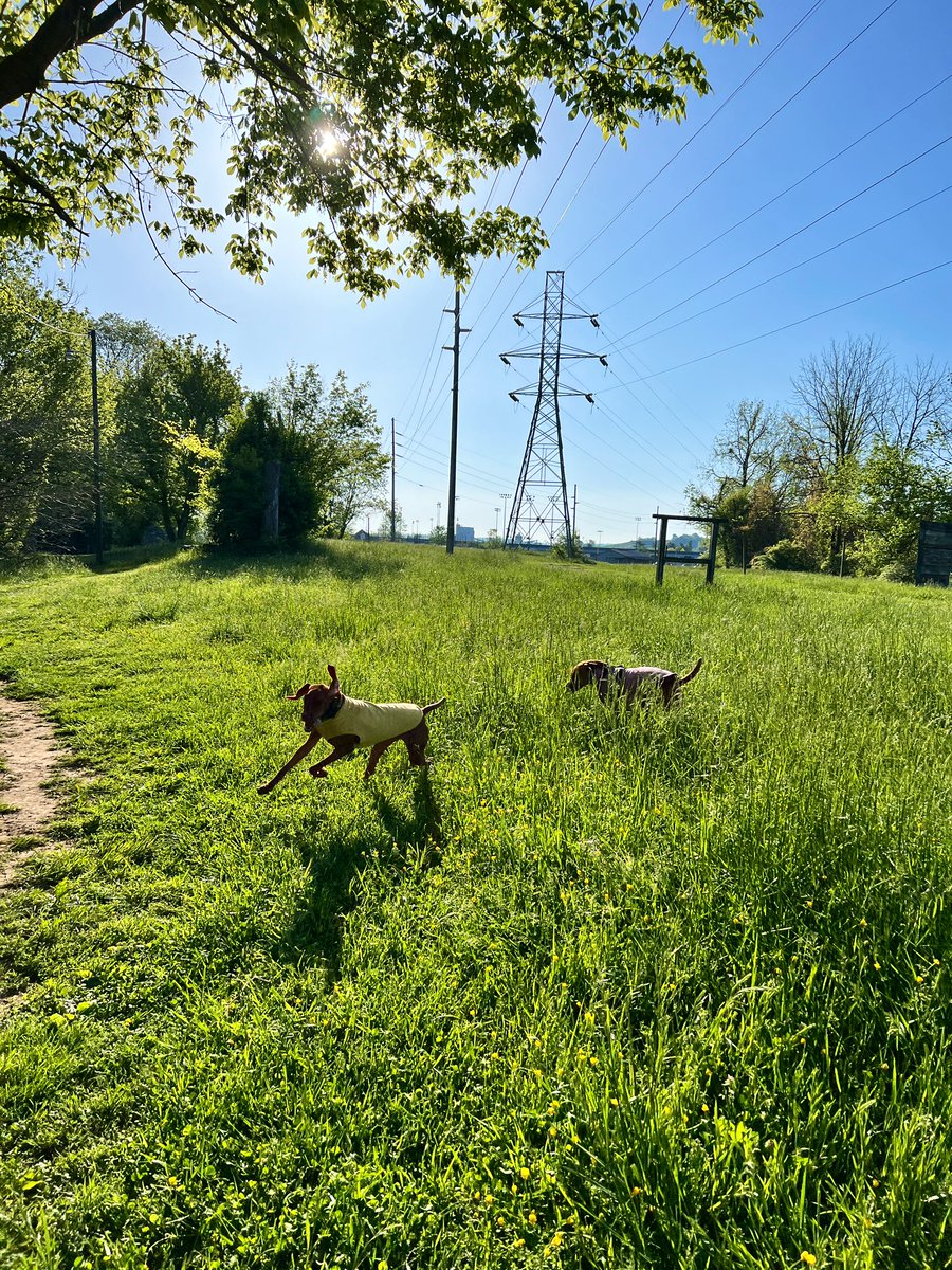 Hope all my friends got to frolic in the high grass with their best bud today ☀️🐕 #vizsla