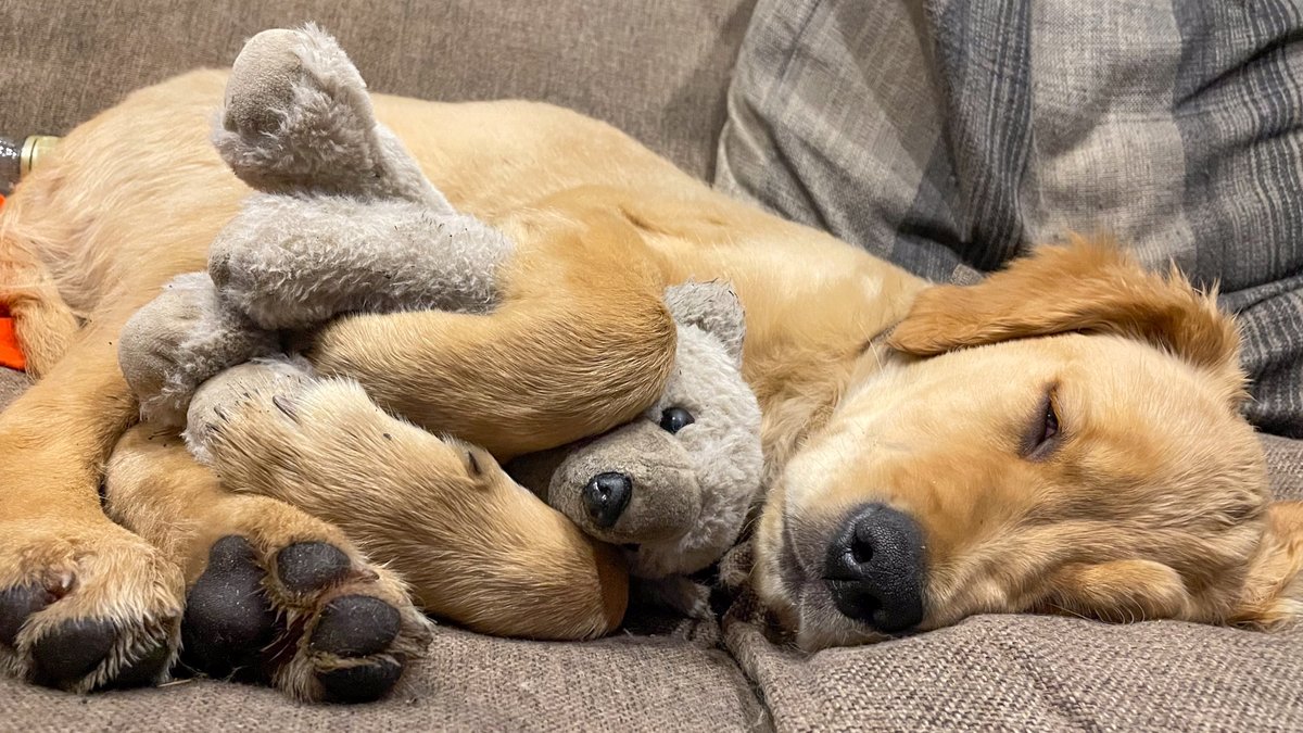 This time last year Finlay #RedMoonshine was cuddled up on the sofa with his teddy. One eye slightly open keeping an eye on us. #GoldenRetrievers #GoldenPuppy #PuppySleeping #BoatsThatTweet #TeddyBear #DogToys redmoonshine.com