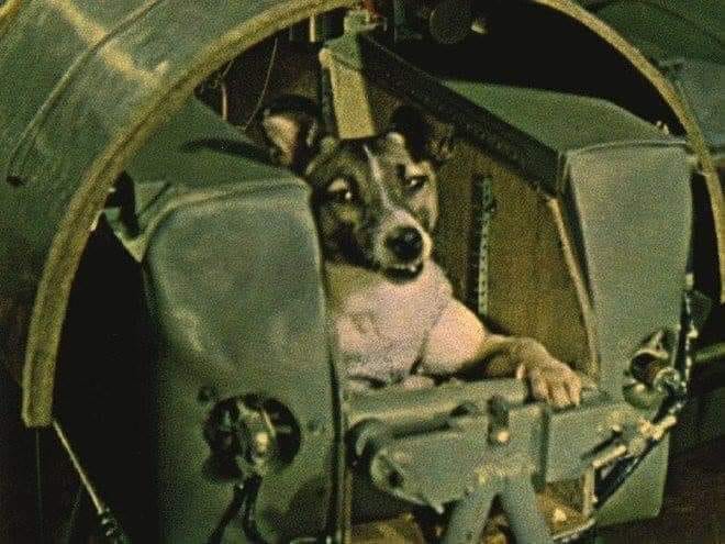 63 years ago, Laika was the first animal to orbit the Earth. She died in space, alone and frightened. Laika was a stray, stolen from the streets of Moscow, chosen for her light-coloured coat (looks good on film). A victim of human hubris + fantasies of omnipotence. RIP Laika