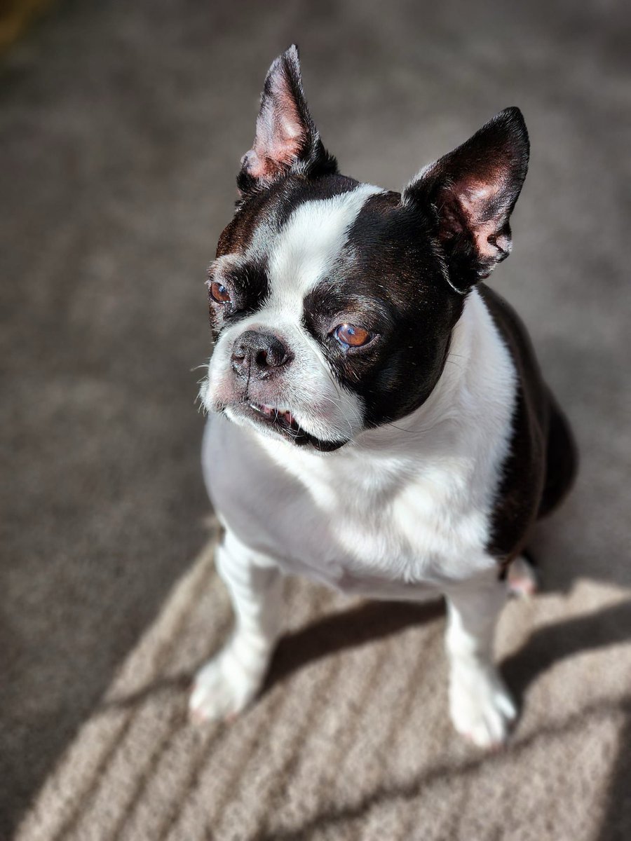 Mr. Phillip's Monday Mood Staring deep into Dad's soul until he comes across with ALL THE TREATS. #chroniclesofphil #philsmondaymood #irunthisshit #bostonterrier