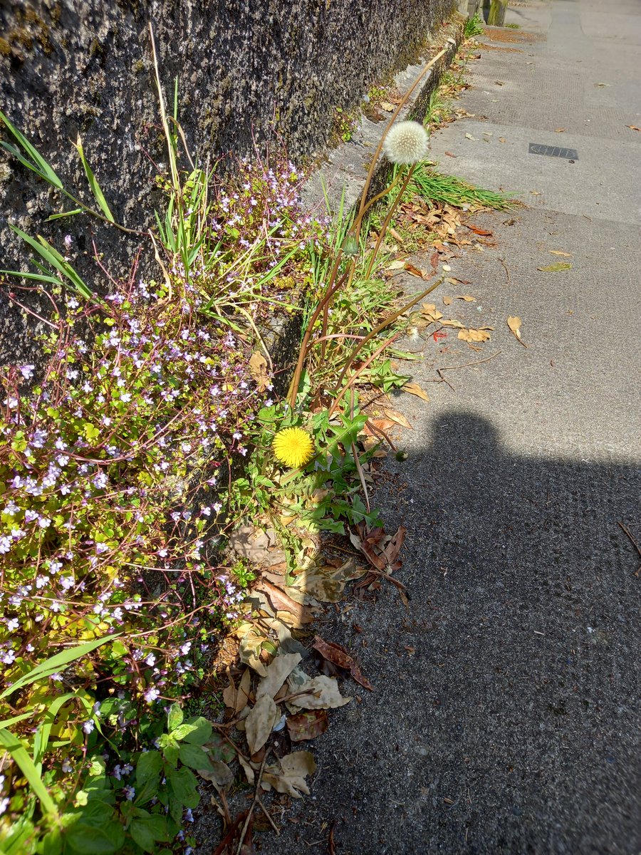 Even the weeds have their beauty as do our broken parts that we try to hide. In sharing them we bloom and allow others open up to the light also. 
#odaat #RecoveryPosse #FromFearToPower