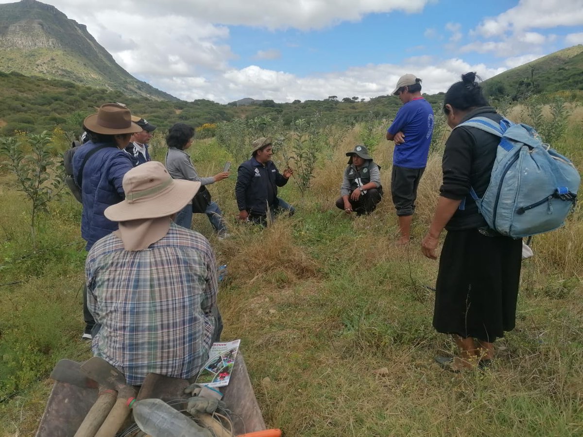SenasagBolivia's tweet photo. #Chuquisaca
🇧🇴⚙️SENASAG-MDRyT, a través del #ProyectoFrutas e #IPDSA, con el propósito de fortalecer la producción de #manzanas, realizó capacitación en poda de formación, fertilización y control fitosanitario en plantaciones nuevas de manzana, en el municipio de #Zudañez. https://t.co/tgMJK7o9R1