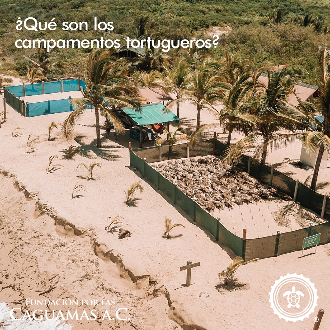 Es un lugar donde se realizan actividades de protección, monitoreo y conservación de las tortugas marinas. 🐢🌊

🏝️ Se ubican en áreas de reproducción y son gestionados por organizaciones, comunidades locales o agencias gubernamentales.

fundacionporlascaguamas.org

#SeaTurtles