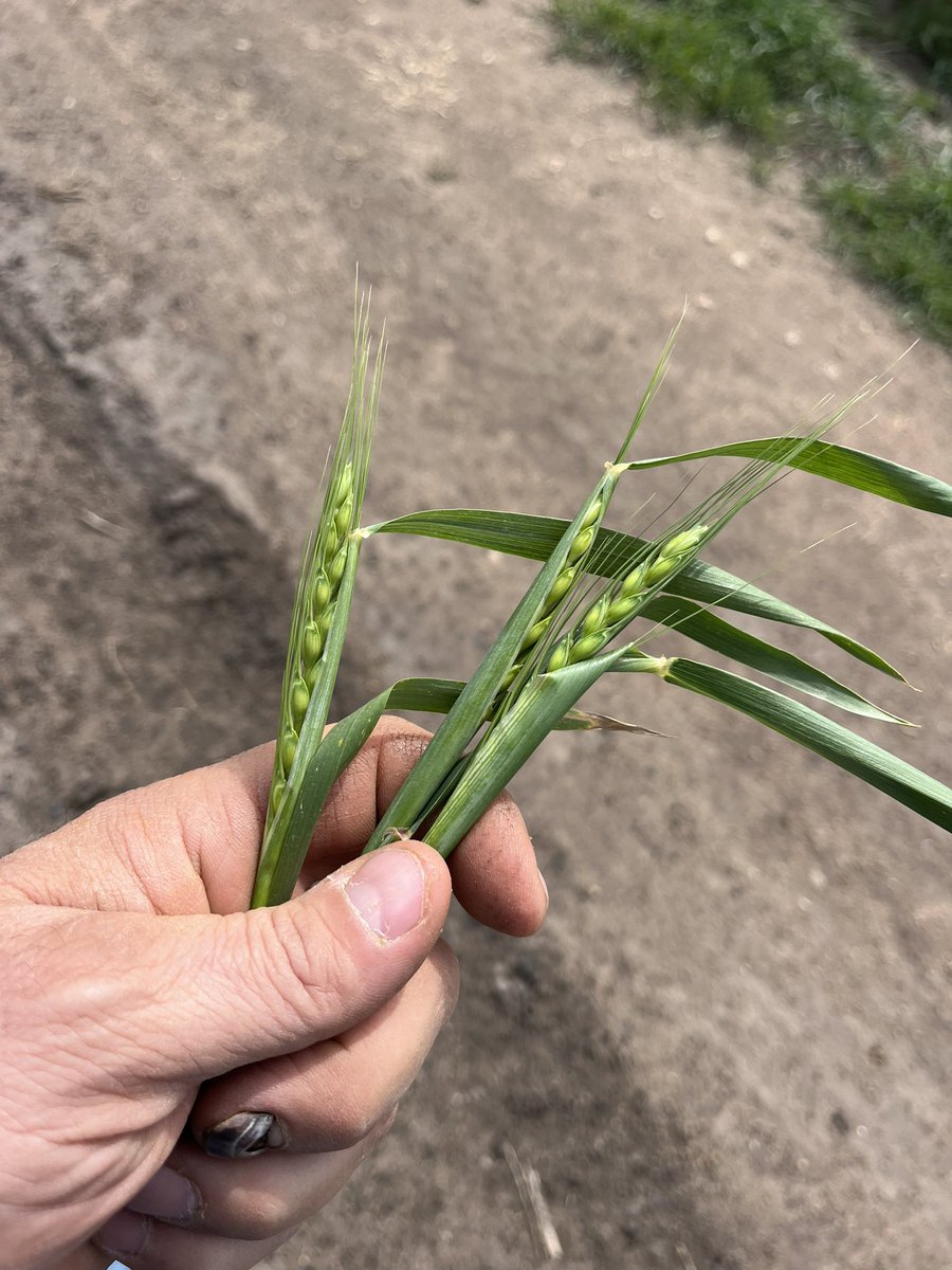 KratkyBen's tweet photo. @vonada_damon @GoddessofGrain https://t.co/GBU6LNsYWU