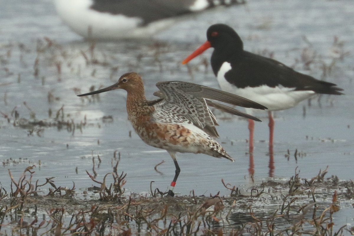 It was a bit of a wader day, with the fourth Little Ringed Plover of the year joining what appears to be a Netherlands ringed Bar-tailed Godwit, a Black-tailed Godwit and 11 Whimbrel