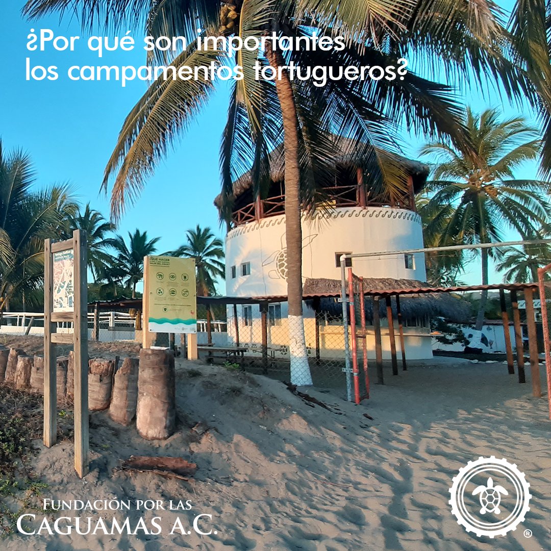 🐢 Los campamentos tortugueros son un recurso importantísimo para proteger y conservar a las tortugas marinas, sin ellos, aumentaría la cifra de huevos robados y los indicadores de contaminación marina, disminuyendo a su vez, la cantidad de tortugas que sobreviven.