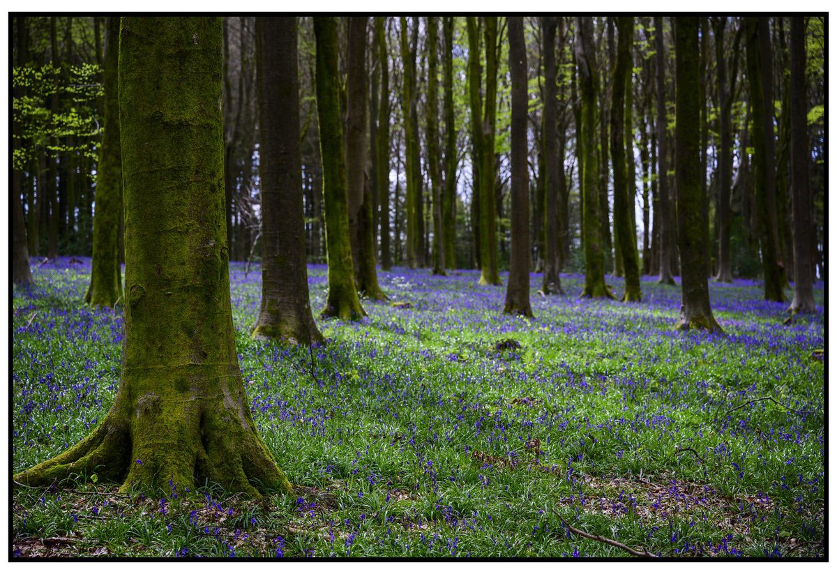 Enjoyed a very English weekend; my first cream tea (thanks to Tree House Coffee Shop for the gluten free scones) and my first walk in a bluebell wood at Chawton Park Wood, where Jane Austen used to stroll! 📸 @benshotme